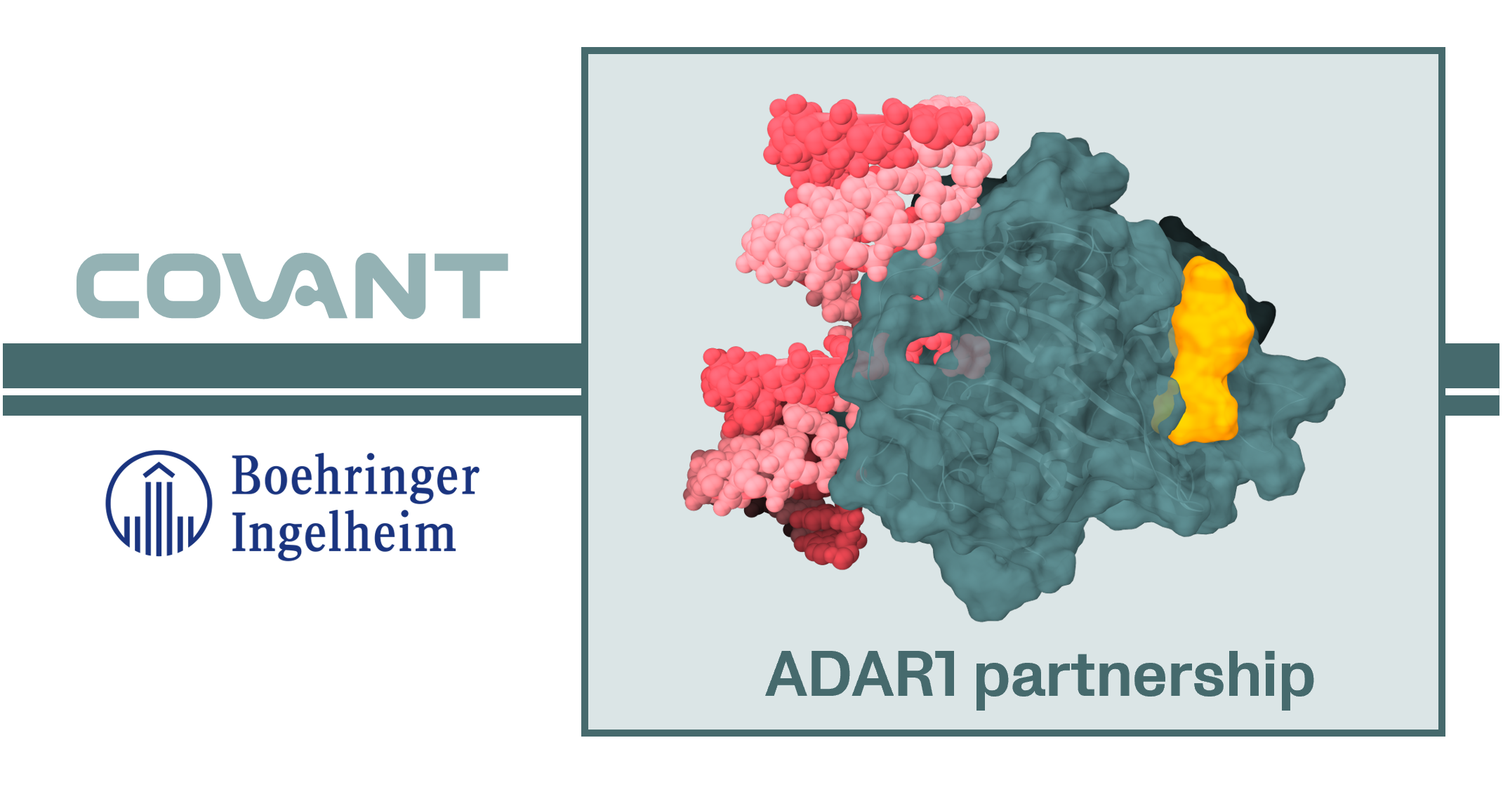 A image of the logo of Boehringer Ingelheim, Covant, and ADAR 1 illustration.